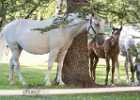 650A2060 Lipizzaner im Burggarten Foto Pfluegl 160719